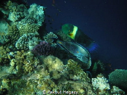 Broomtail wrasse & Sohal surgeonfish by Yakout Hegazy 